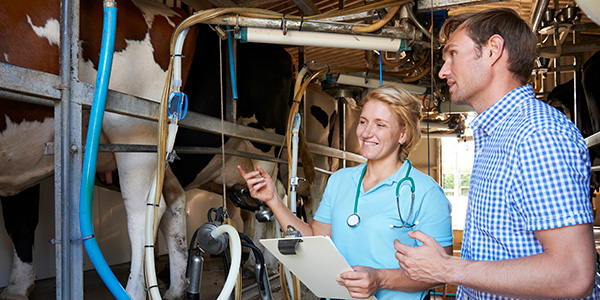 veterinarian with cow milking at dairy farm