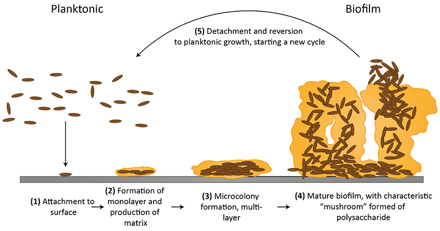 Stages of biofilm formation
