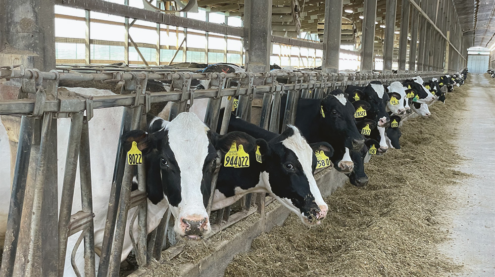Representative sampling for dairy farms