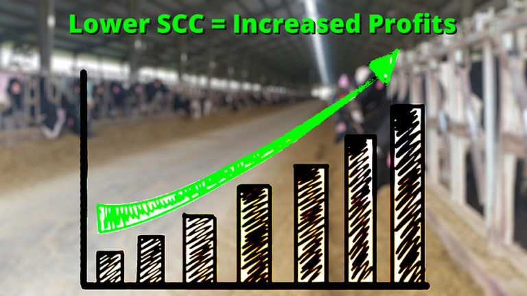 Somatic Cell Counts (SCC) Impact on Dairy Farmers