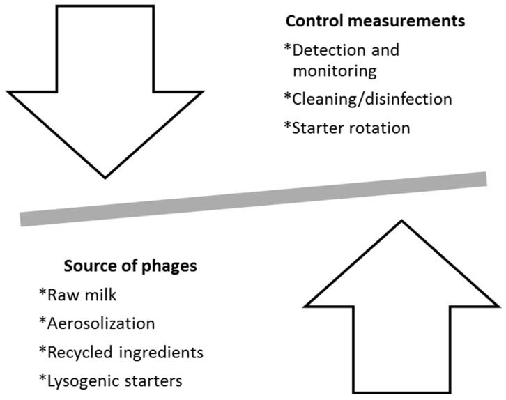 Bacteriophages in dairy processing sources-detection