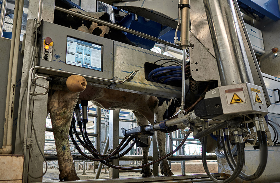 dairy farm contaminations robotic milking