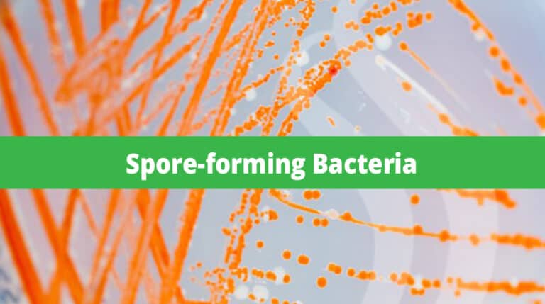 Prevalence of Cold-tolerant Spore-forming Bacteria in the Milk Supply 