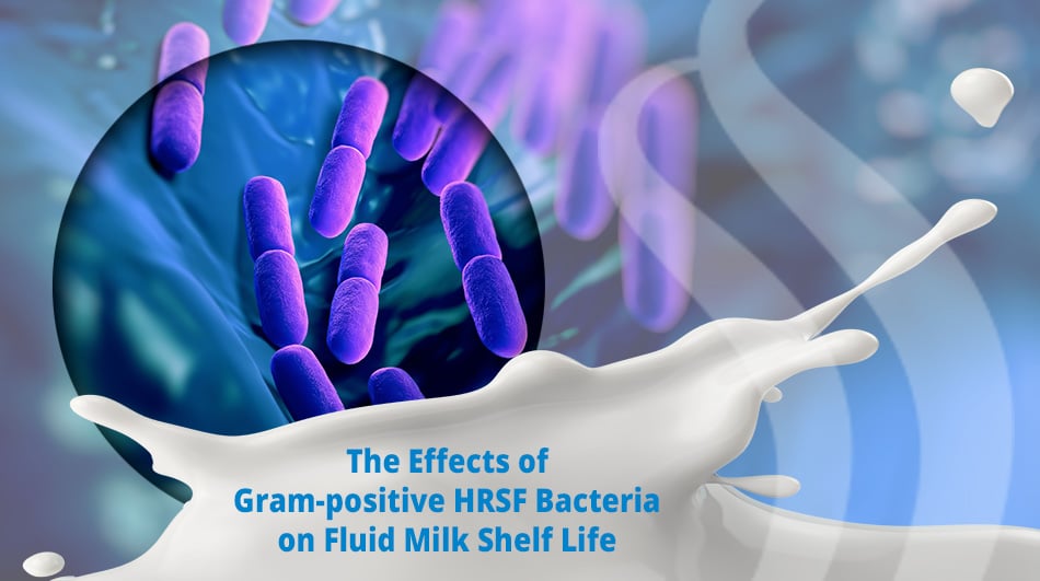 The Effects of Gram-positive HRSF Bacteria on Fluid Milk Shelf Life