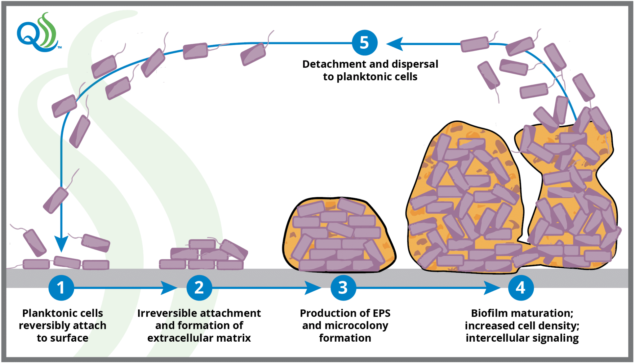 Five Main Phases Of Biofilm Development Aseptic Sampling Hygienic