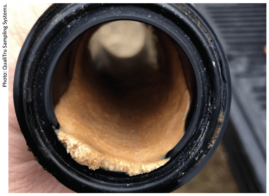 Biofilm Formation in Pipe on Dairy Farm