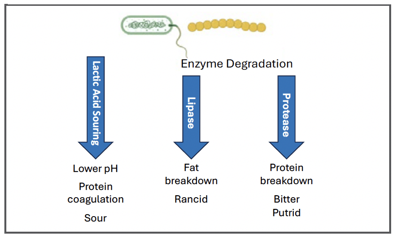 Mechanisms of Bacterial Spoilage