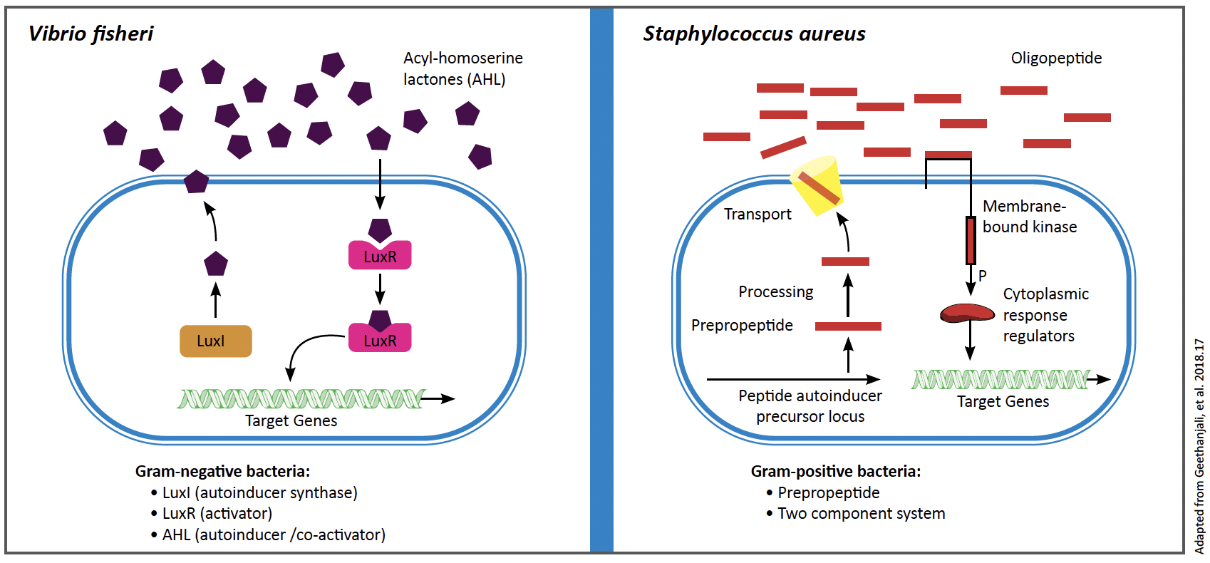 Quorum Sensing and Biofilm Auto Inducers Diagram