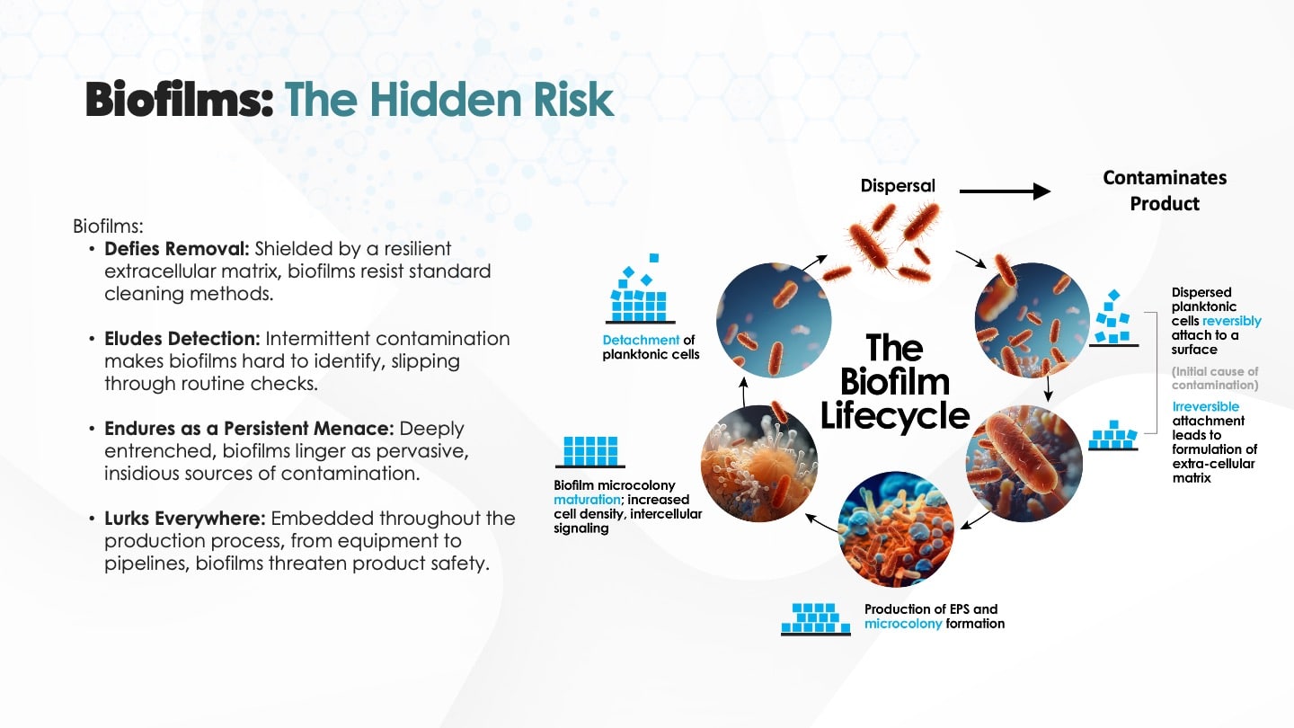 Biofilm Lifecycle (whey processing blog)