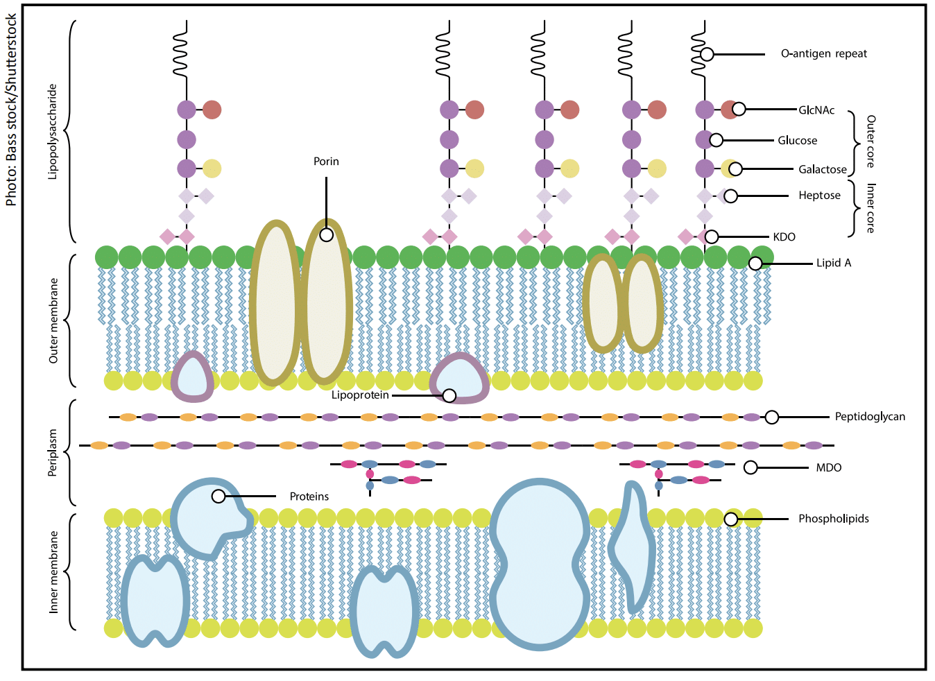 Gram-Negative Cell (E. coli) Envelope