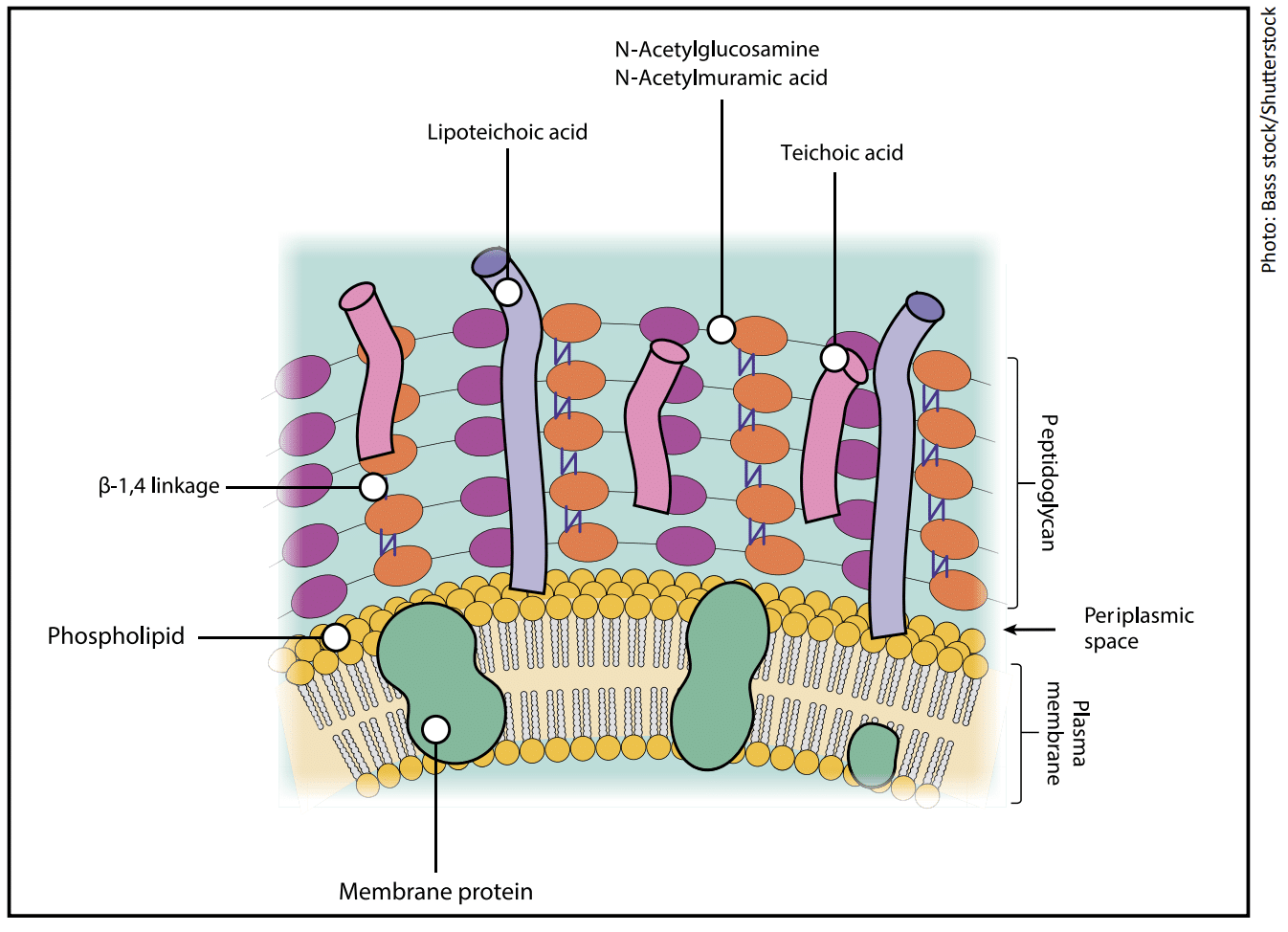 Gram-Positive Cell Envelope