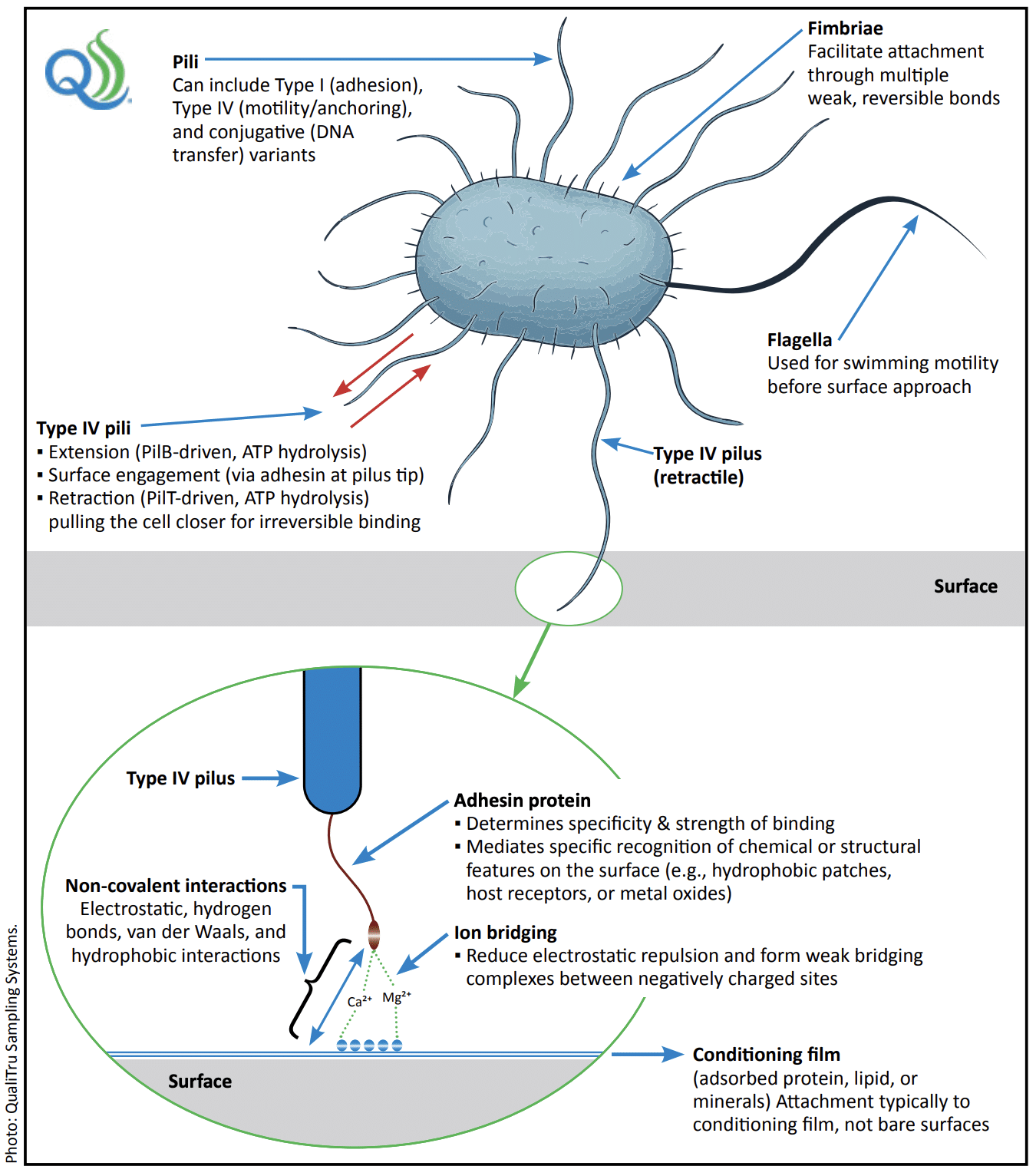 Mechanisms of Type IV Pilus-Mediated Surface Attachment