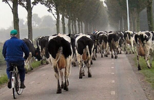 Dutch traffic jam