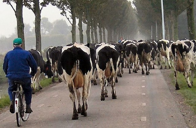 Dutch traffic jam