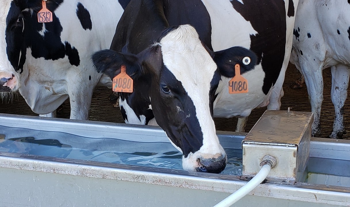 Clean water quality milk