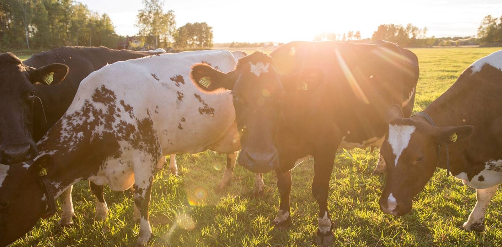 give dairy sustainability the recognition it deserves