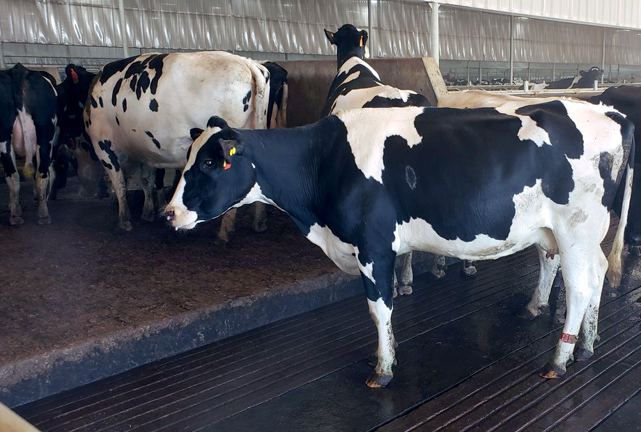 Organic milk based on facts